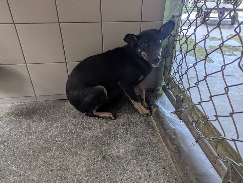 【待認養】混種犬 狗 (女生) - 高雄市燕巢動物保護關愛園區