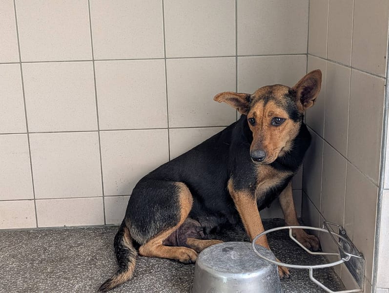 【待認養】混種犬 狗 (女生) - 高雄市燕巢動物保護關愛園區