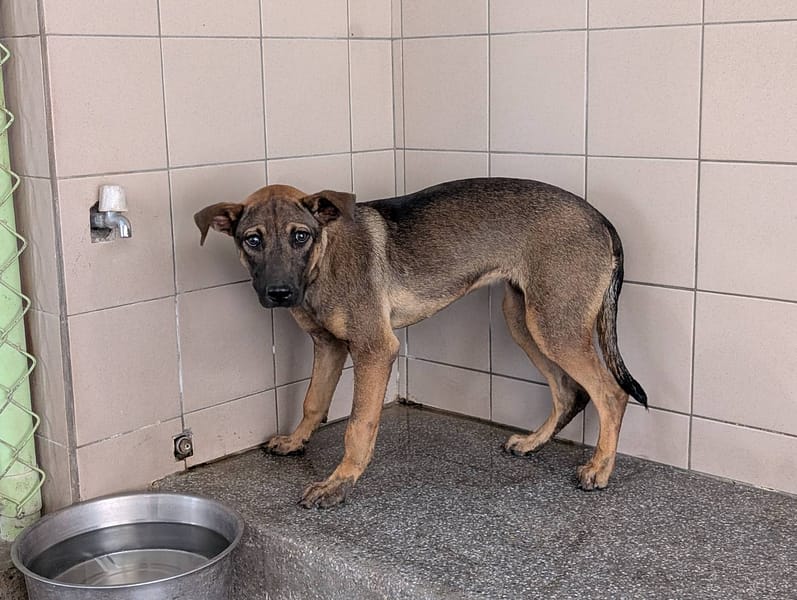 【待認養】混種犬 狗 (女生) - 高雄市燕巢動物保護關愛園區
