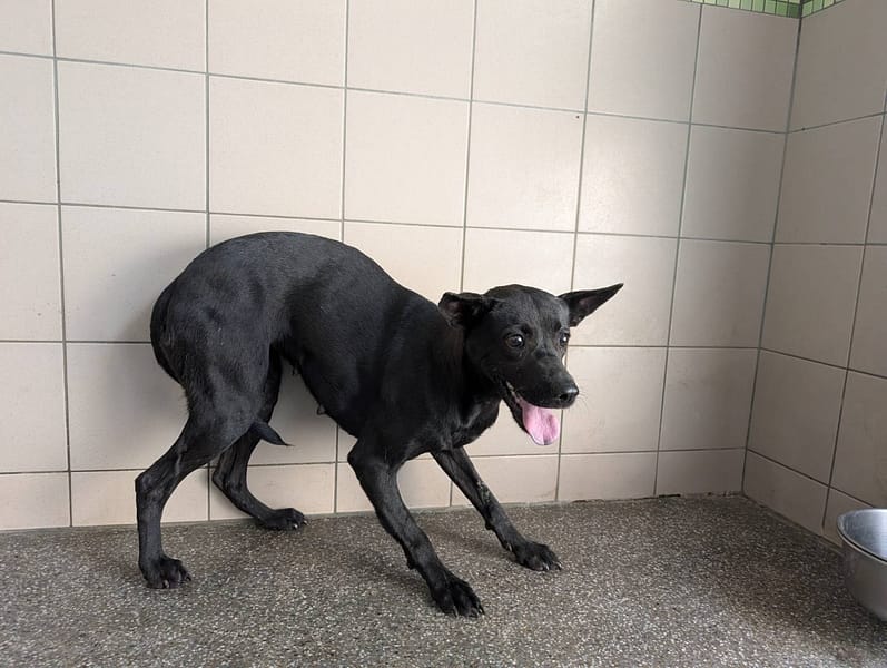 【待認養】混種犬 狗 (女生) - 高雄市燕巢動物保護關愛園區
