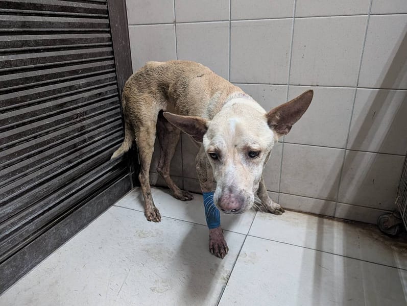 【待認養】混種犬 狗 (男生) - 高雄市燕巢動物保護關愛園區