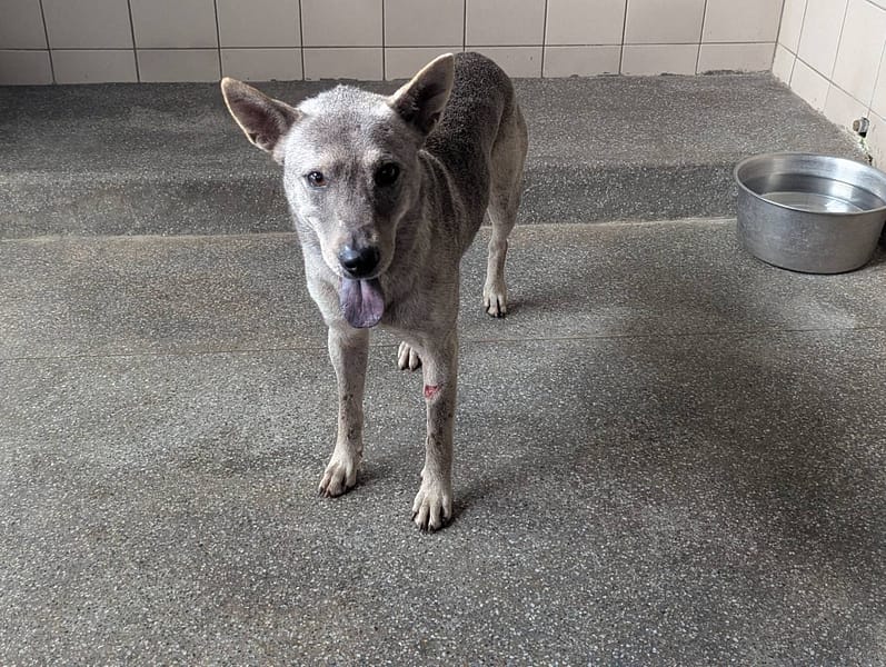 【待認養】混種犬 狗 (男生) - 高雄市燕巢動物保護關愛園區