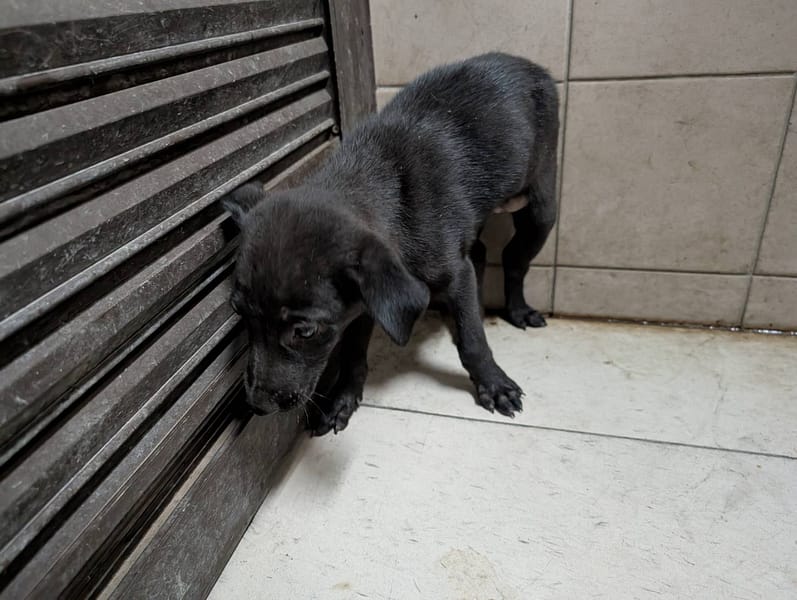 【待認養】混種犬 狗 (男生) - 高雄市燕巢動物保護關愛園區
