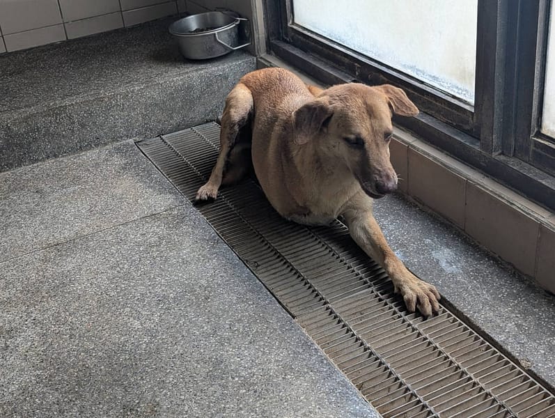 【待認養】混種犬 狗 (男生) - 高雄市燕巢動物保護關愛園區