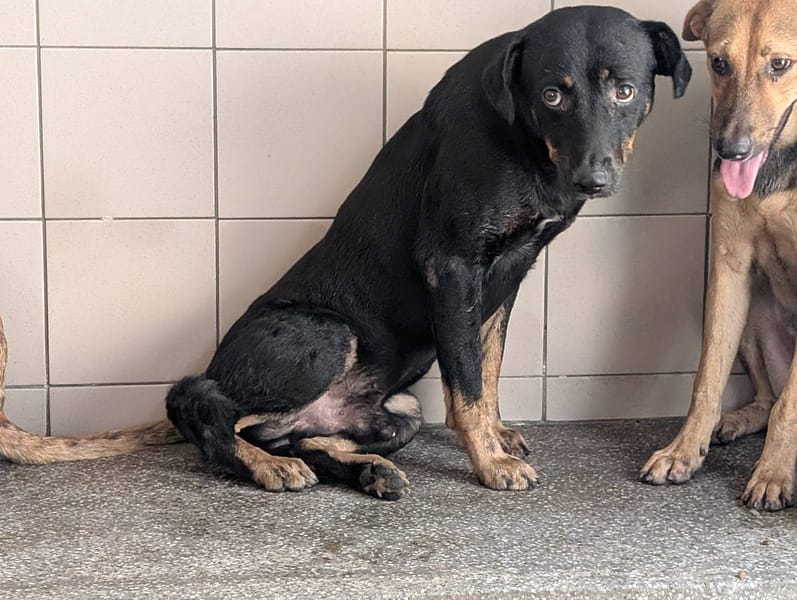 【待認養】混種犬 狗 (男生) - 高雄市燕巢動物保護關愛園區