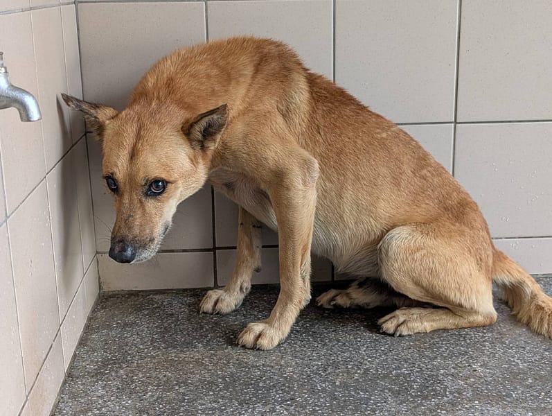 【待認養】混種犬 狗 (男生) - 高雄市燕巢動物保護關愛園區