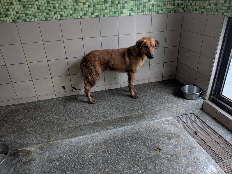 【待認養】混種犬 狗 (男生) - 高雄市燕巢動物保護關愛園區