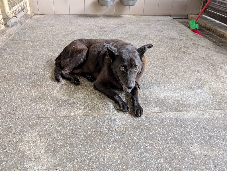 【待認養】混種犬 狗 (男生) - 高雄市燕巢動物保護關愛園區