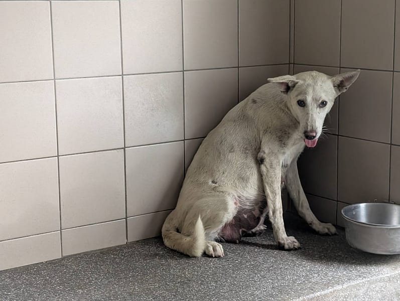 【待認養】混種犬 狗 (女生) - 高雄市燕巢動物保護關愛園區