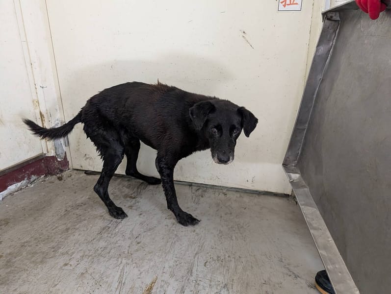 【待認養】混種犬 狗 (女生) - 高雄市燕巢動物保護關愛園區