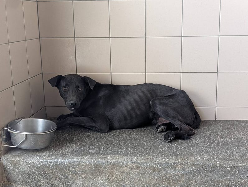【待認養】混種犬 狗 (男生) - 高雄市燕巢動物保護關愛園區