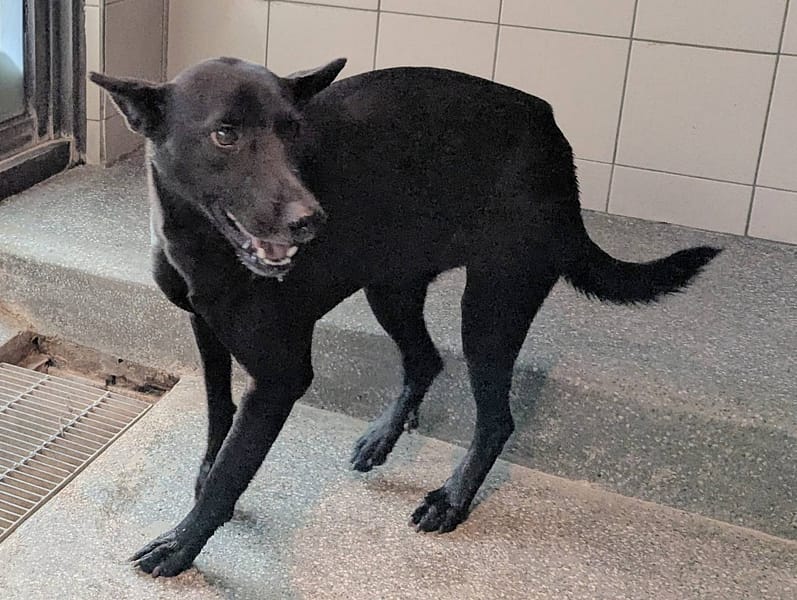 【待認養】混種犬 狗 (女生) - 高雄市燕巢動物保護關愛園區