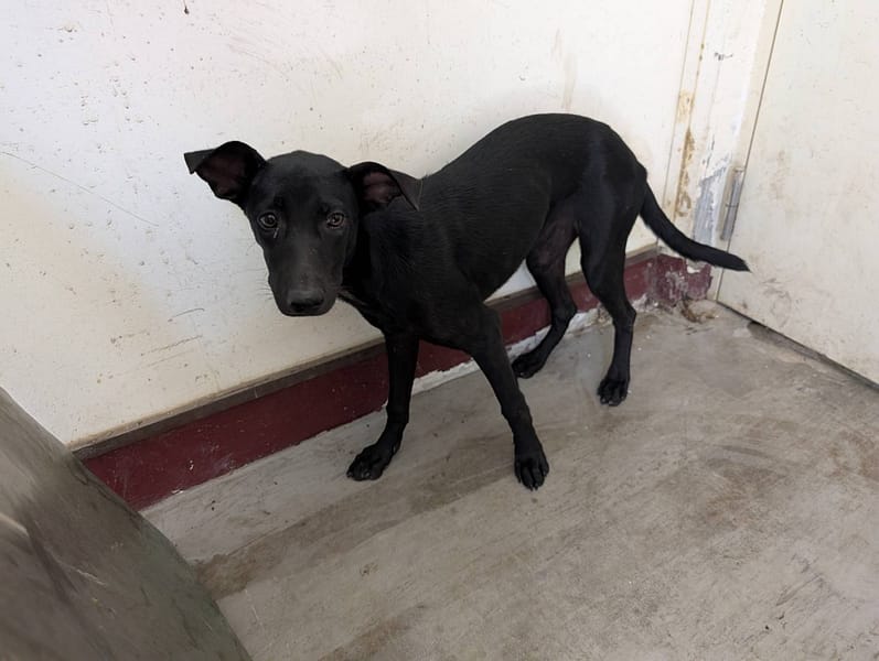 【待認養】混種犬 狗 (女生) - 高雄市燕巢動物保護關愛園區