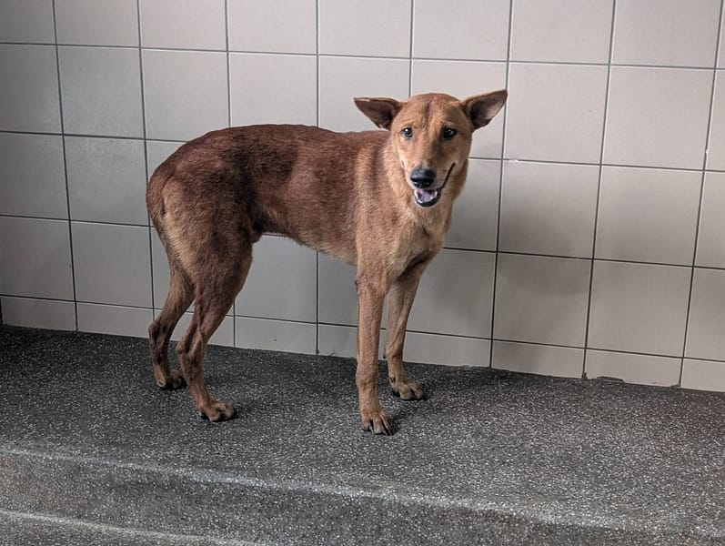 【待認養】混種犬 狗 (男生) - 高雄市燕巢動物保護關愛園區