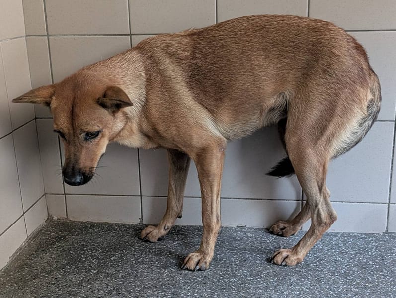 【待認養】混種犬 狗 (女生) - 高雄市燕巢動物保護關愛園區