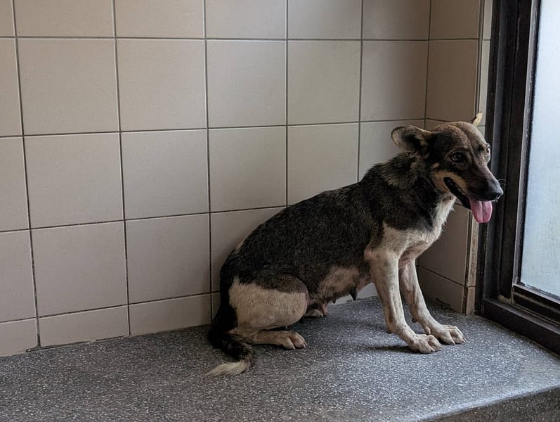【待認養】混種犬 狗 (女生) - 高雄市燕巢動物保護關愛園區