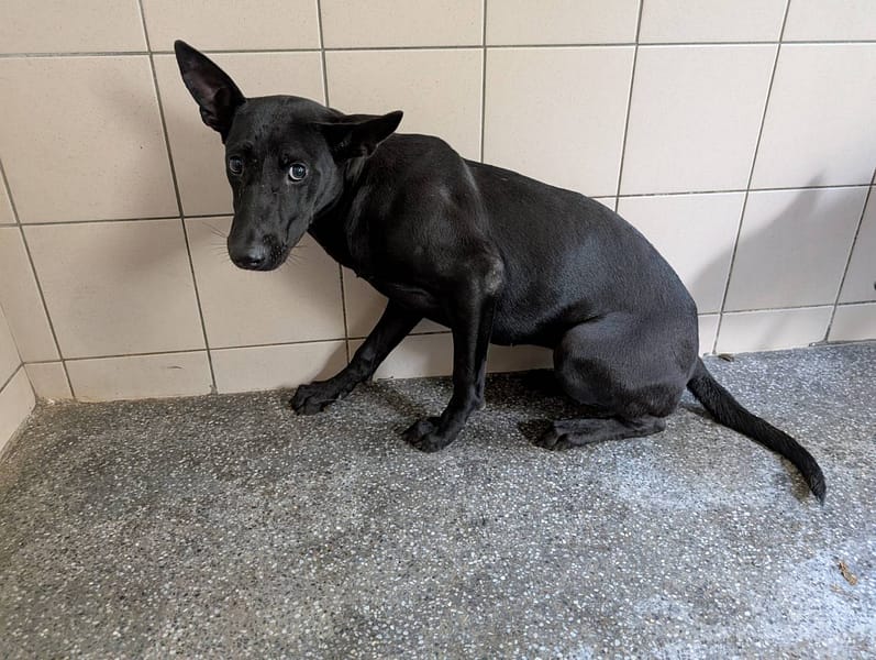 【待認養】混種犬 狗 (女生) - 高雄市燕巢動物保護關愛園區