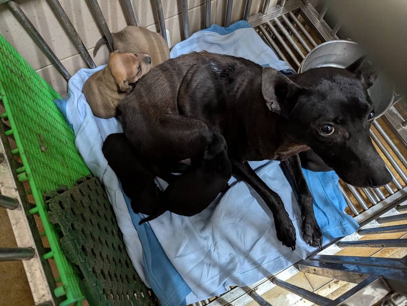 【待認養】混種犬 狗 (女生) - 高雄市燕巢動物保護關愛園區