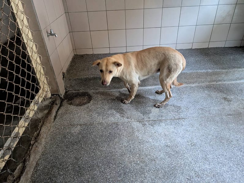 【待認養】混種犬 狗 (女生) - 高雄市燕巢動物保護關愛園區