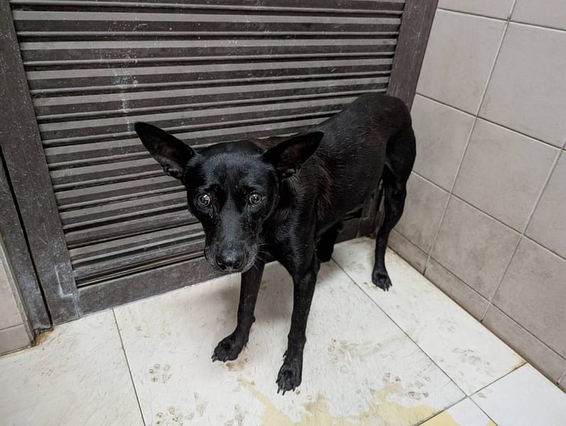 【待認養】混種犬 狗 (女生) - 高雄市燕巢動物保護關愛園區