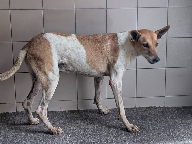 【待認養】混種犬 狗 (女生) - 高雄市燕巢動物保護關愛園區