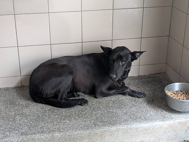 【待認養】混種犬 狗 (女生) - 高雄市燕巢動物保護關愛園區