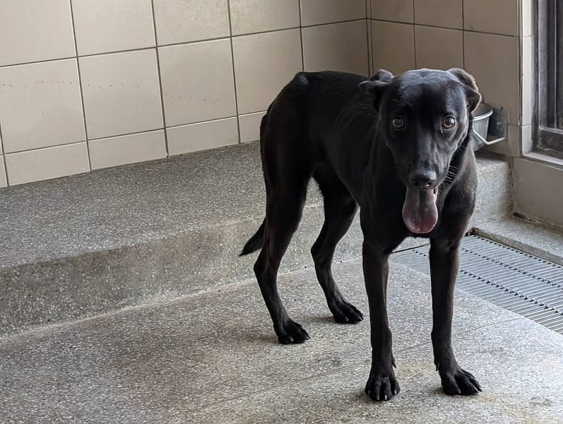 【待認養】混種犬 狗 (女生) - 高雄市燕巢動物保護關愛園區