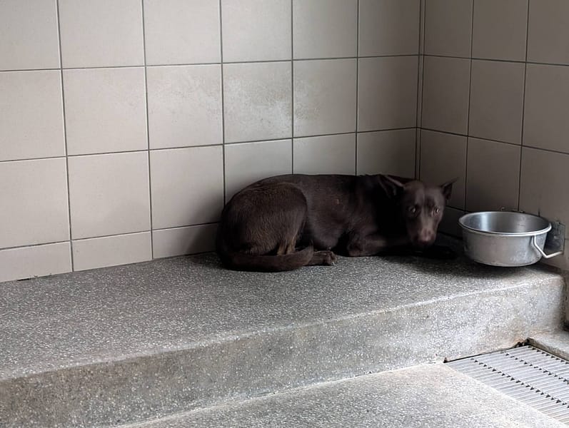 【待認養】混種犬 狗 (女生) - 高雄市燕巢動物保護關愛園區