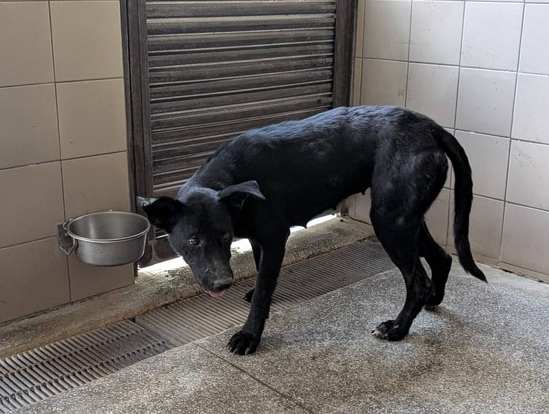 【待認養】混種犬 狗 (女生) - 高雄市燕巢動物保護關愛園區