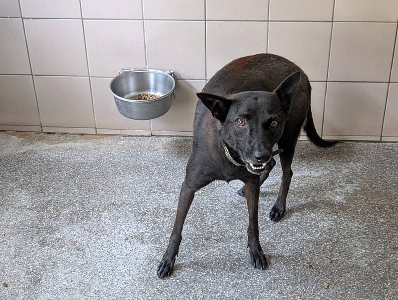 【待認養】混種犬 狗 (女生) - 高雄市燕巢動物保護關愛園區