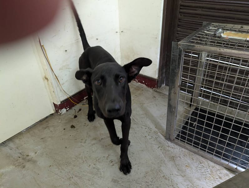 【待認養】混種犬 狗 (女生) - 高雄市燕巢動物保護關愛園區