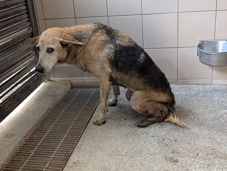 【待認養】混種犬 狗 (女生) - 高雄市燕巢動物保護關愛園區