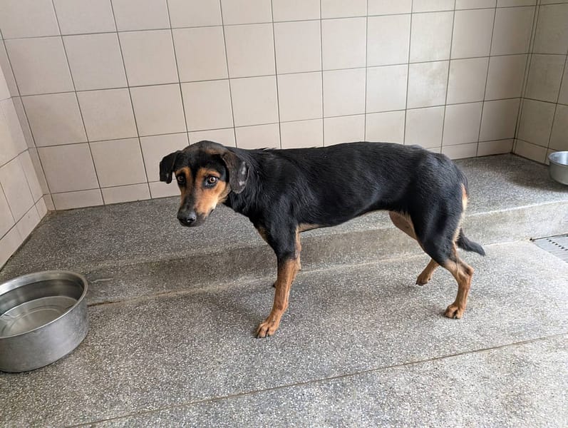 【待認養】混種犬 狗 (女生) - 高雄市燕巢動物保護關愛園區
