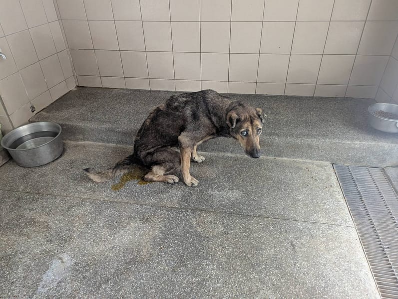 【待認養】混種犬 狗 (女生) - 高雄市燕巢動物保護關愛園區