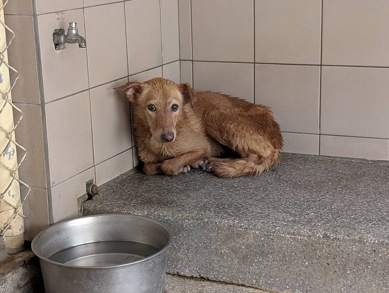 【待認養】混種犬 狗 (女生) - 高雄市燕巢動物保護關愛園區