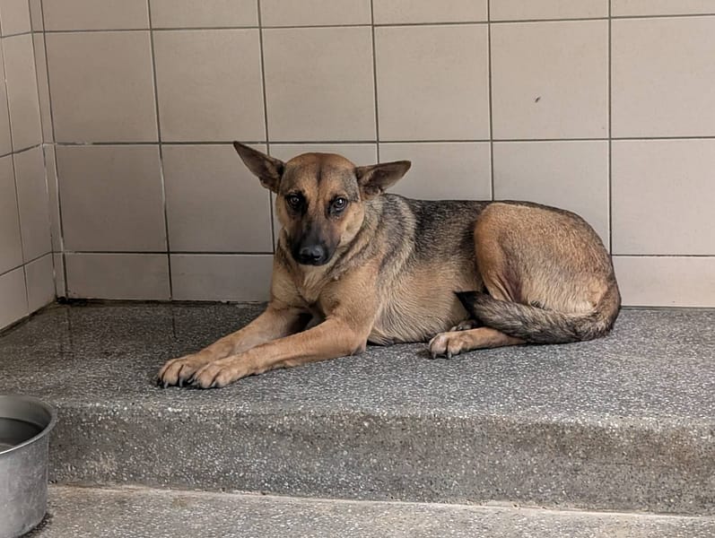 【待認養】混種犬 狗 (女生) - 高雄市燕巢動物保護關愛園區