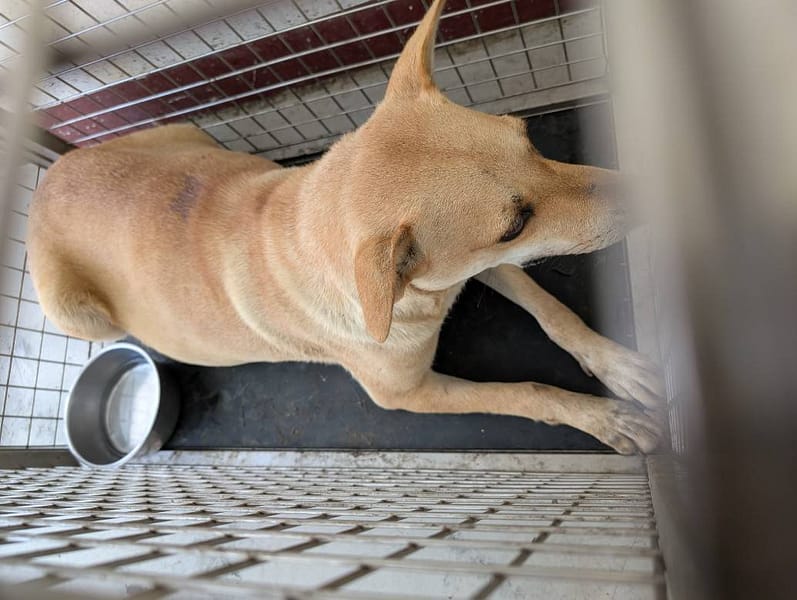 【待認養】混種犬 狗 (女生) - 高雄市燕巢動物保護關愛園區