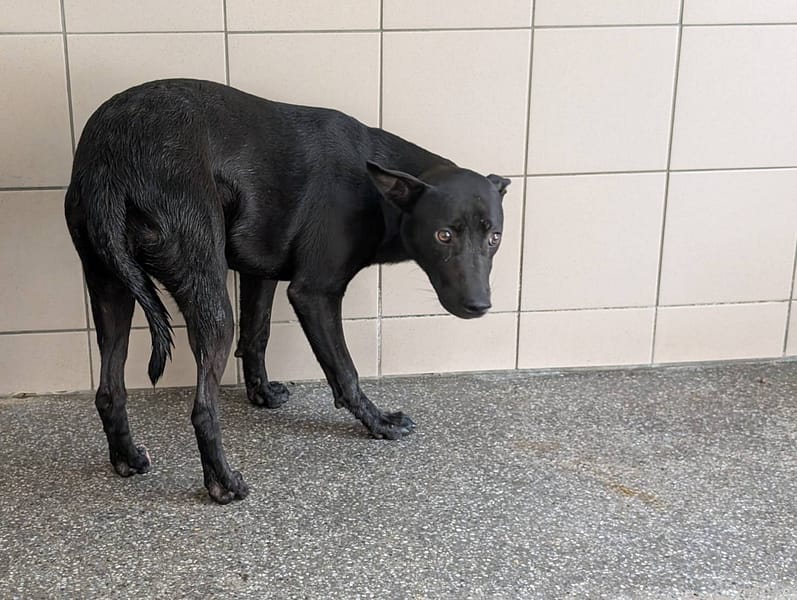 【待認養】混種犬 狗 (女生) - 高雄市燕巢動物保護關愛園區