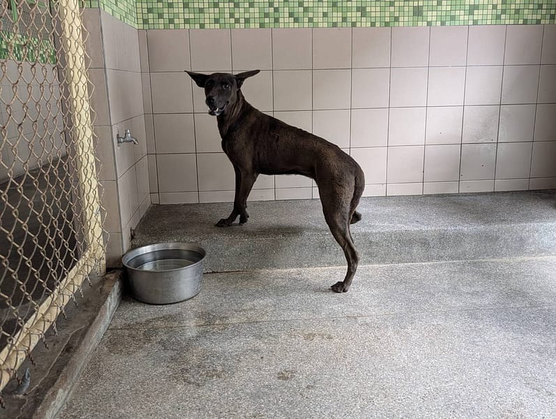 【待認養】混種犬 狗 (女生) - 高雄市燕巢動物保護關愛園區