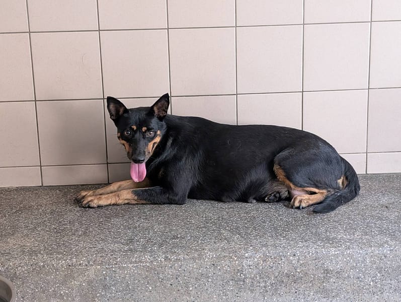 【待認養】混種犬 狗 (女生) - 高雄市燕巢動物保護關愛園區
