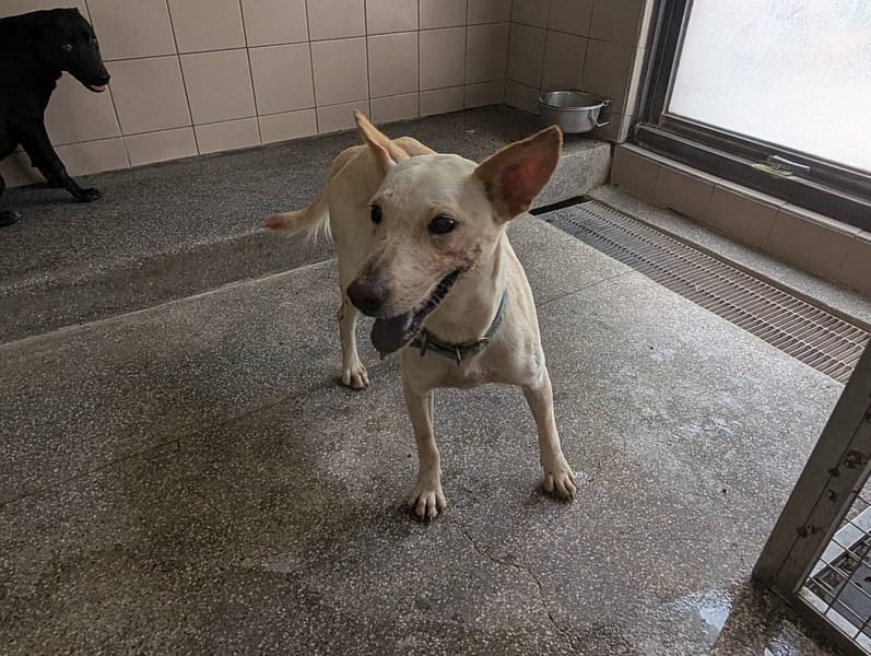 【待認養】混種犬 狗 (女生) - 高雄市燕巢動物保護關愛園區