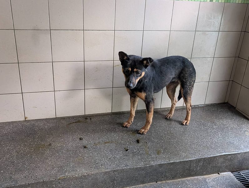 【待認養】混種犬 狗 (女生) - 高雄市燕巢動物保護關愛園區