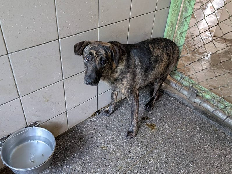 【待認養】混種犬 狗 (女生) - 高雄市燕巢動物保護關愛園區