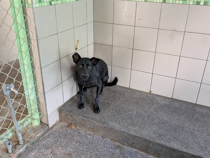 【待認養】混種犬 狗 (女生) - 高雄市燕巢動物保護關愛園區