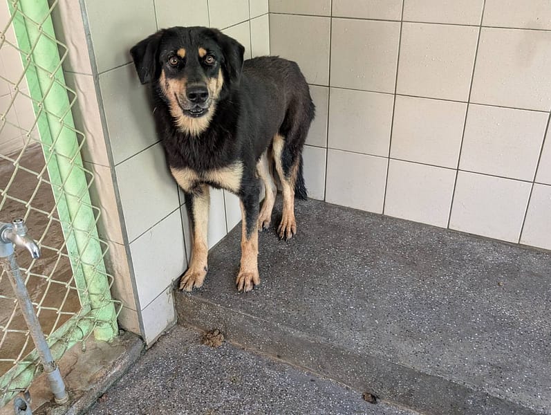 【待認養】混種犬 狗 (女生) - 高雄市燕巢動物保護關愛園區