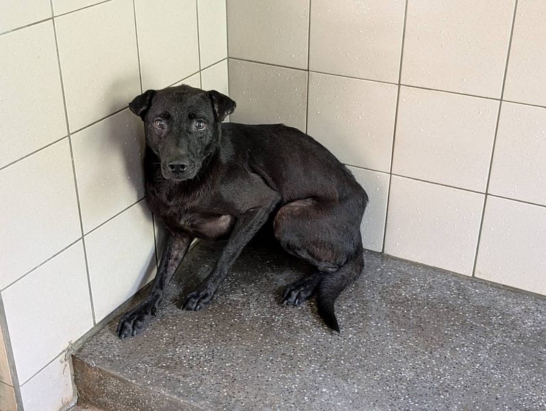 【待認養】混種犬 狗 (女生) - 高雄市燕巢動物保護關愛園區