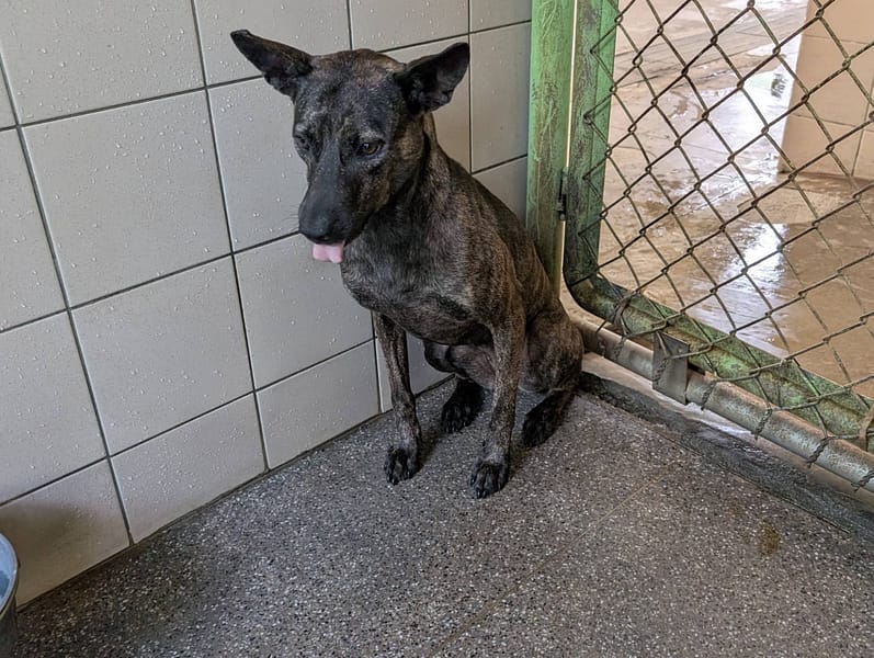 【待認養】混種犬 狗 (女生) - 高雄市燕巢動物保護關愛園區