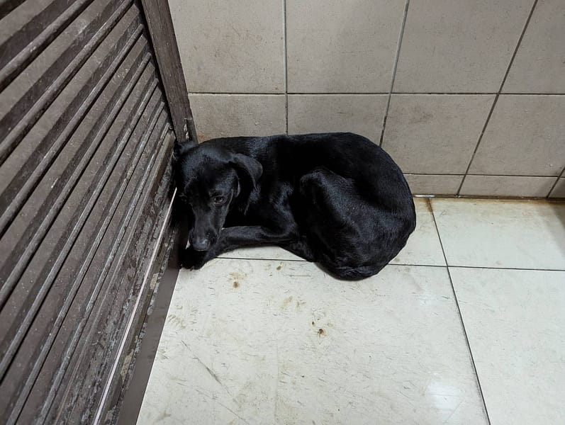 【待認養】混種犬 狗 (女生) - 高雄市燕巢動物保護關愛園區