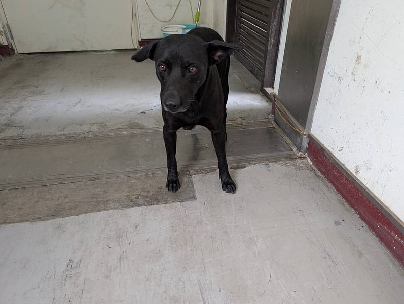 【待認養】混種犬 狗 (男生) - 高雄市燕巢動物保護關愛園區