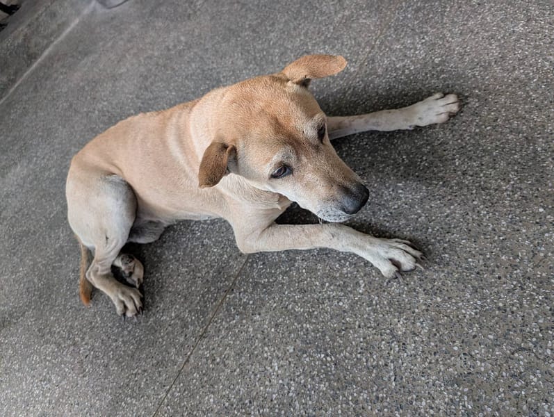 【待認養】混種犬 狗 (男生) - 高雄市燕巢動物保護關愛園區